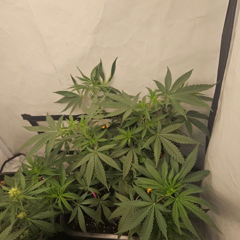 Ice Cream Cake growlog timeline photo