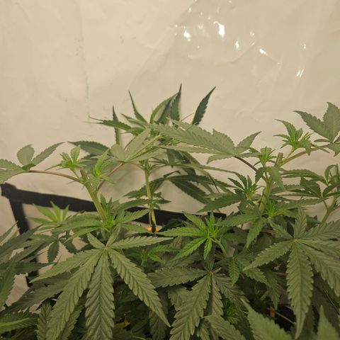 Ice Cream Cake growlog timeline photo