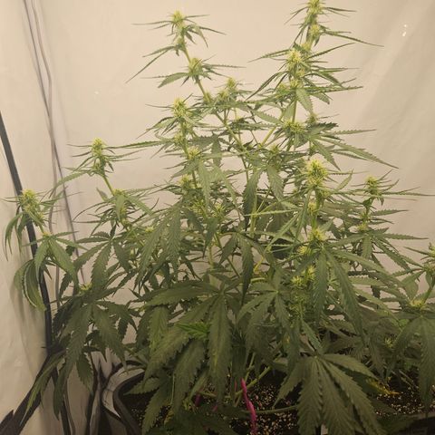 Ice Cream Cake Automatic growlog timeline photo