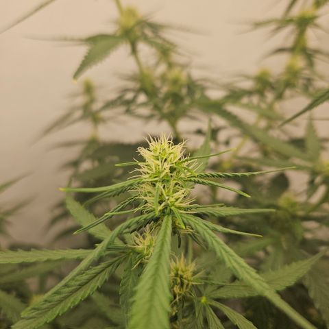 Ice Cream Cake Automatic growlog timeline photo