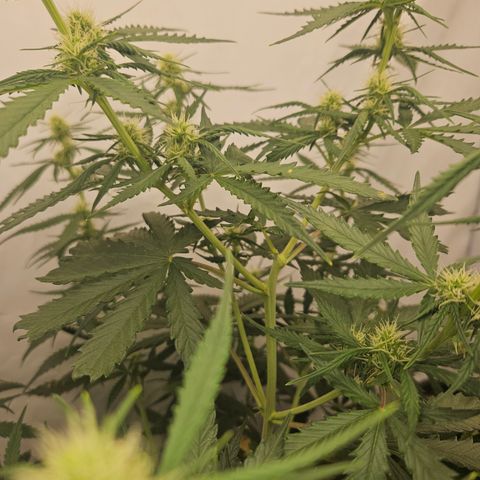 Ice Cream Cake Automatic growlog timeline photo