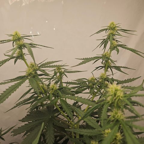 Ice Cream Cake Automatic growlog timeline photo