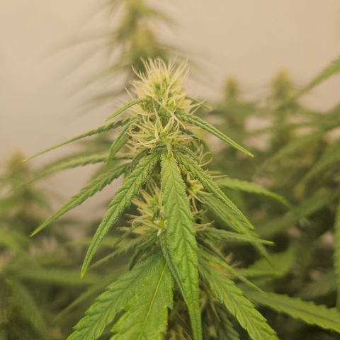 Ice Cream Cake Automatic growlog timeline photo