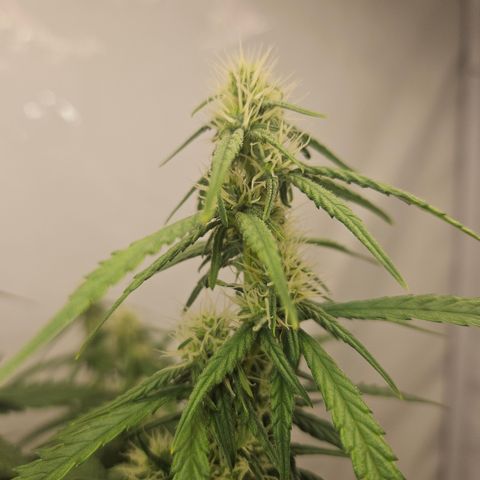 Ice Cream Cake Automatic growlog timeline photo