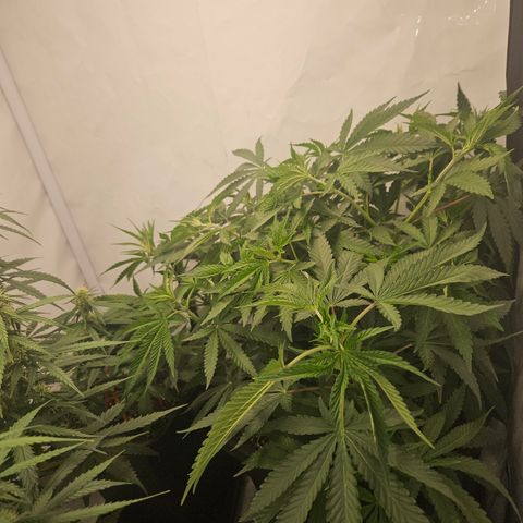 Ice Cream Cake growlog timeline photo