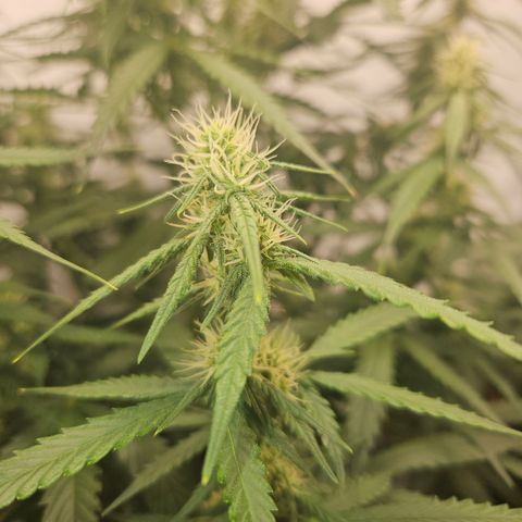 Ice Cream Cake Automatic growlog timeline photo