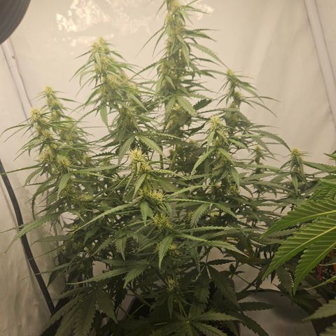 Ice Cream Cake Automatic growlog timeline photo