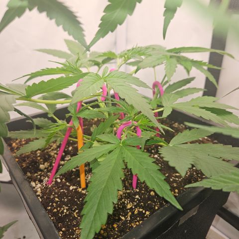 Amnesia Haze Automatic growlog timeline photo