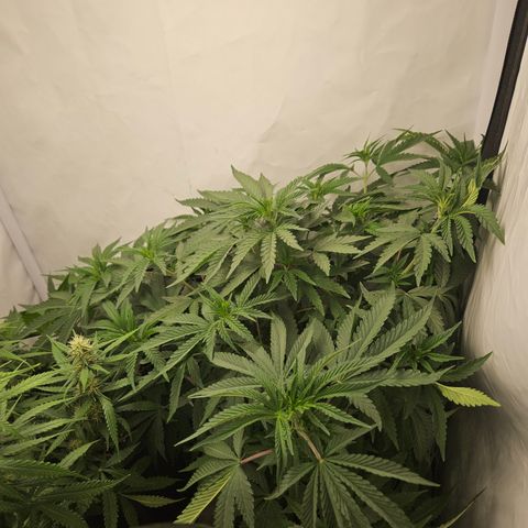 Ice Cream Cake growlog timeline photo