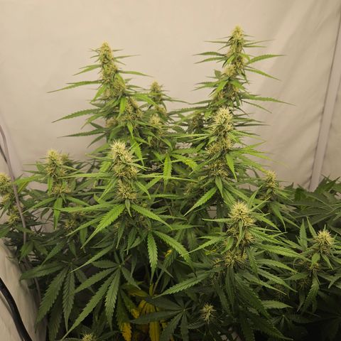 Ice Cream Cake Automatic growlog timeline photo