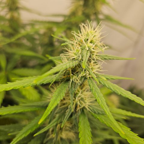 Ice Cream Cake Automatic growlog timeline photo