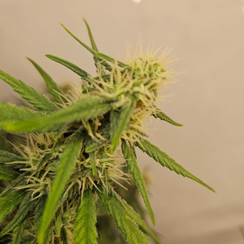Ice Cream Cake Automatic growlog timeline photo