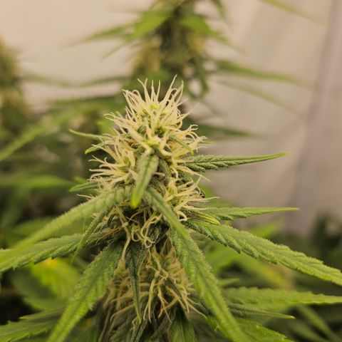 Ice Cream Cake Automatic growlog timeline photo