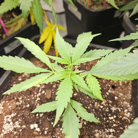 Krüppel Watermelon Candy F1 Automatic growlog timeline photo