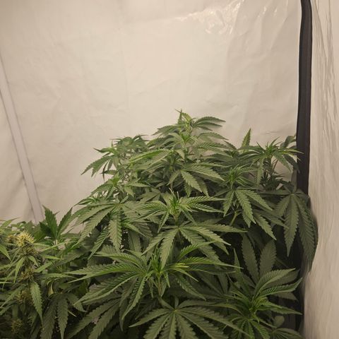 Ice Cream Cake growlog timeline photo