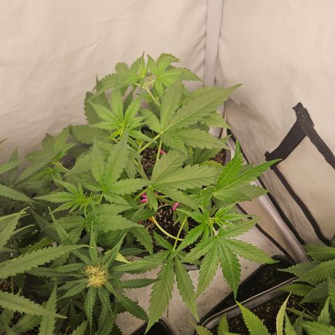 Amnesia Haze Automatic growlog timeline photo