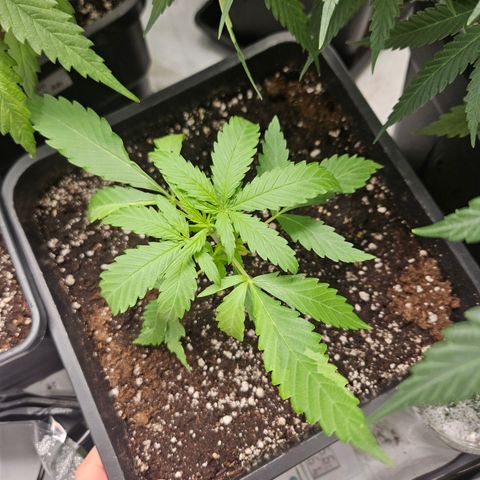 Krüppel Watermelon Candy F1 Automatic growlog timeline photo