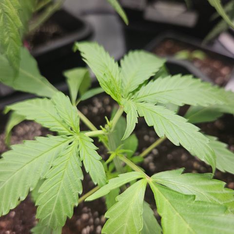 Krüppel Watermelon Candy F1 Automatic growlog timeline photo