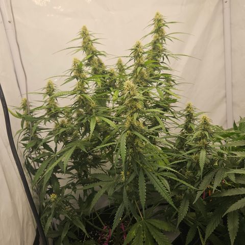 Ice Cream Cake Automatic growlog timeline photo