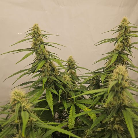 Ice Cream Cake Automatic growlog timeline photo