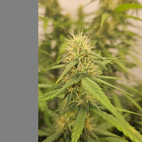 Ice Cream Cake Automatic growlog timeline photo