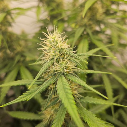 Ice Cream Cake Automatic growlog timeline photo