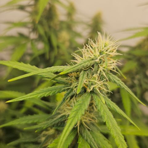 Ice Cream Cake Automatic growlog timeline photo
