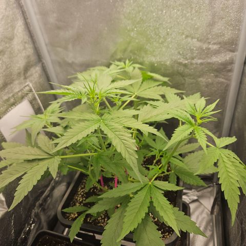 Amnesia Haze Automatic growlog timeline photo