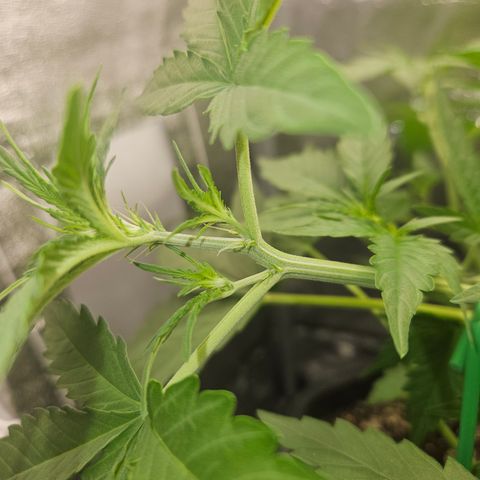 Amnesia Haze Automatic growlog timeline photo