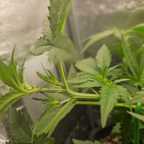 Amnesia Haze Automatic growlog timeline photo