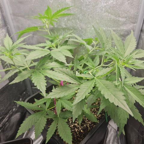 Amnesia Haze Automatic growlog timeline photo