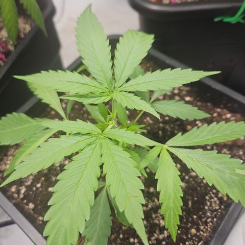 Krüppel Watermelon Candy F1 Automatic growlog timeline photo