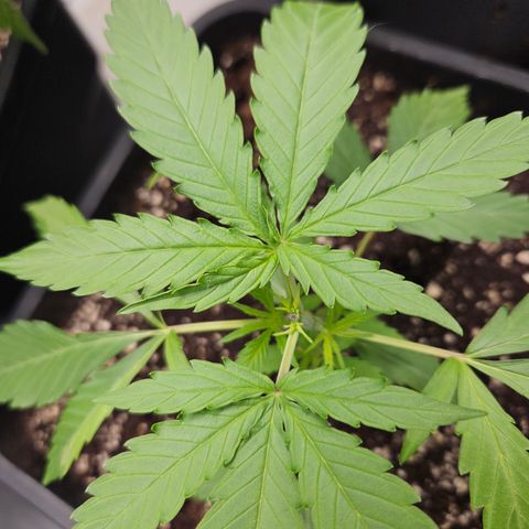 Krüppel Watermelon Candy F1 Automatic growlog timeline photo