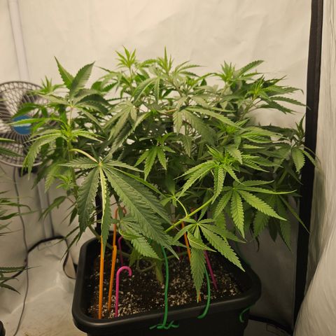 Ice Cream Cake growlog timeline photo