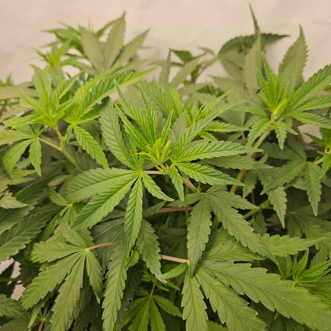 Ice Cream Cake growlog timeline photo