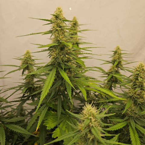 Ice Cream Cake Automatic growlog timeline photo