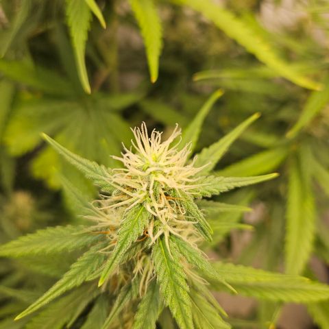Ice Cream Cake Automatic growlog timeline photo