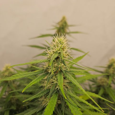 Ice Cream Cake Automatic growlog timeline photo