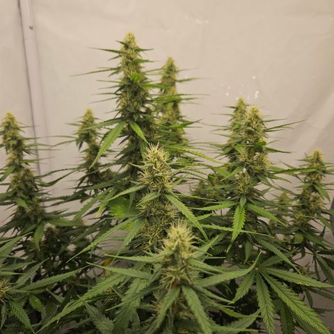 Ice Cream Cake Automatic growlog timeline photo