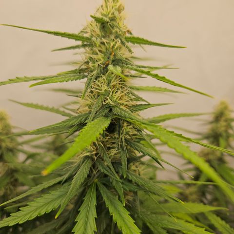 Ice Cream Cake Automatic growlog timeline photo