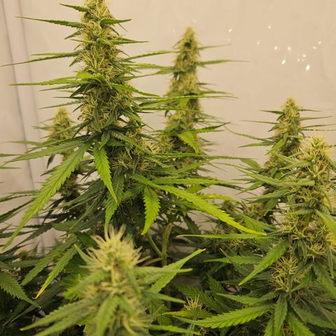 Ice Cream Cake Automatic growlog timeline photo