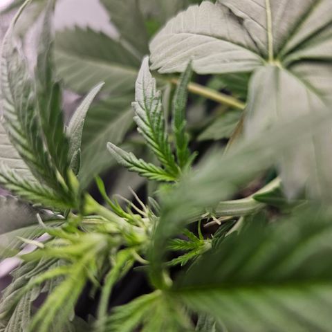 Amnesia Haze Automatic growlog timeline photo