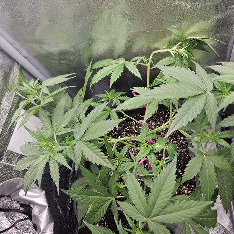 Amnesia Haze Automatic growlog timeline photo