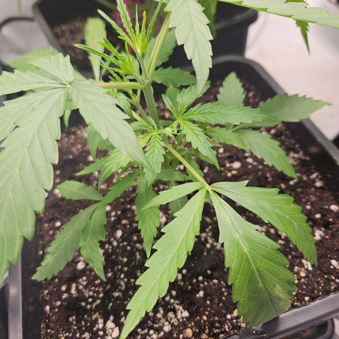 Krüppel Watermelon Candy F1 Automatic growlog timeline photo