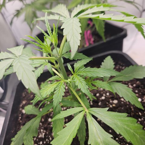 Krüppel Watermelon Candy F1 Automatic growlog timeline photo