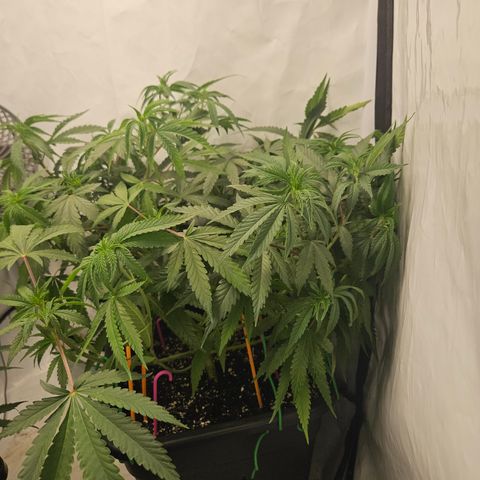 Ice Cream Cake growlog timeline photo