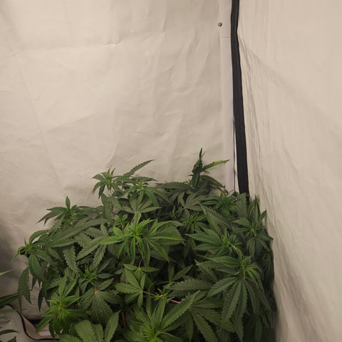 Ice Cream Cake growlog timeline photo