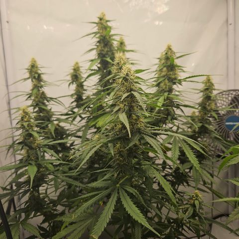 Ice Cream Cake Automatic growlog timeline photo