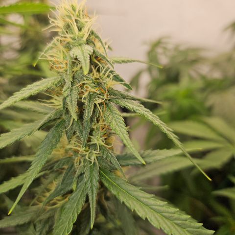 Ice Cream Cake Automatic growlog timeline photo
