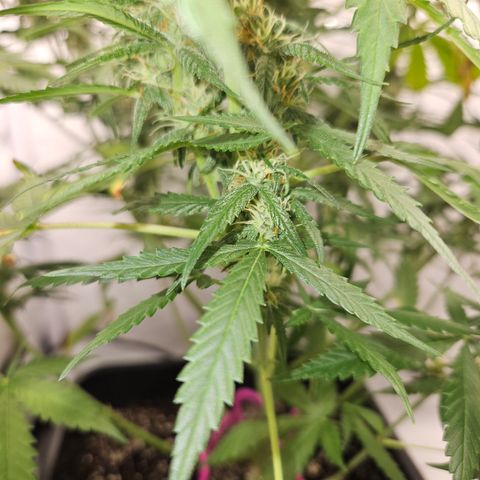 Ice Cream Cake Automatic growlog timeline photo